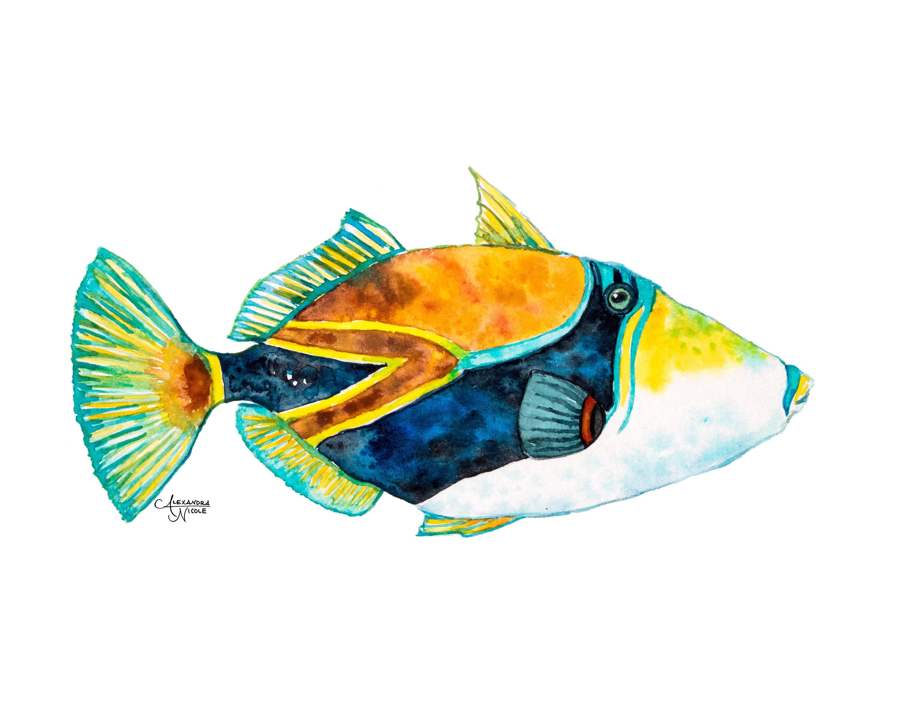 希少】HAWAIIAN FISHESハワイの魚の画集洋書
