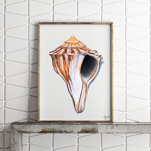 Knobbed Whelk Painting, Seashell Wall Art, Watercolor Shell print, Sea Shell Art, Coastal Wall Art image 4