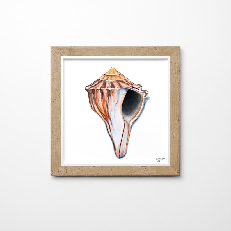 Knobbed Whelk Painting, Seashell Wall Art, Watercolor Shell print, Sea Shell Art, Coastal Wall Art image 3