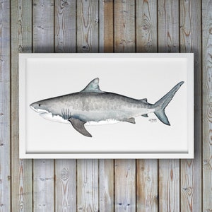 Shark Art, Shark Painting, Tiger Shark, Ocean Art, Sea Life Art, Nature Prints, Nature Wall Art, Watercolor Art, Minimalist Nature Art,