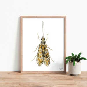 Caddisfly Watercolor Print, Insect Artwork, Fly Fishing Print, Trout Fishing Print image 2