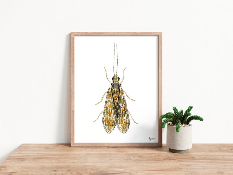 Caddisfly Watercolor Print, Insect Artwork, Fly Fishing Print, Trout Fishing Print image 2