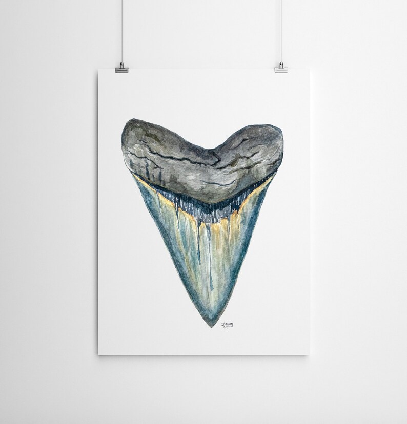 Megalodon Shark Tooth Watercolor Fine Art Print Shark Tooth | Etsy