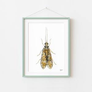 Caddisfly Watercolor Print, Insect Artwork, Fly Fishing Print, Trout Fishing Print image 3