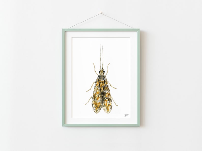 Caddisfly Watercolor Print, Insect Artwork, Fly Fishing Print, Trout Fishing Print image 3