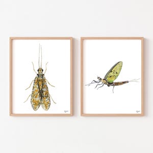 Watercolor Bug Art, Insect Artwork, Fly Fishing Artwork