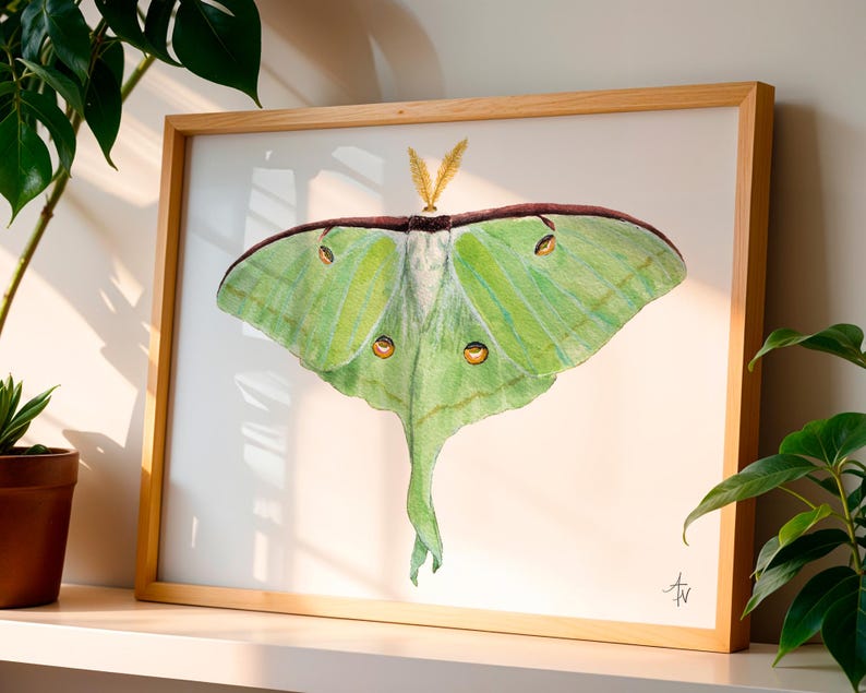 Luna Moth Fine Art Print – Nature Illustration, Green Insect Wall Art ...