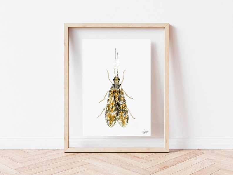 Caddisfly Watercolor Print, Insect Artwork, Fly Fishing Print, Trout Fishing Print image 4