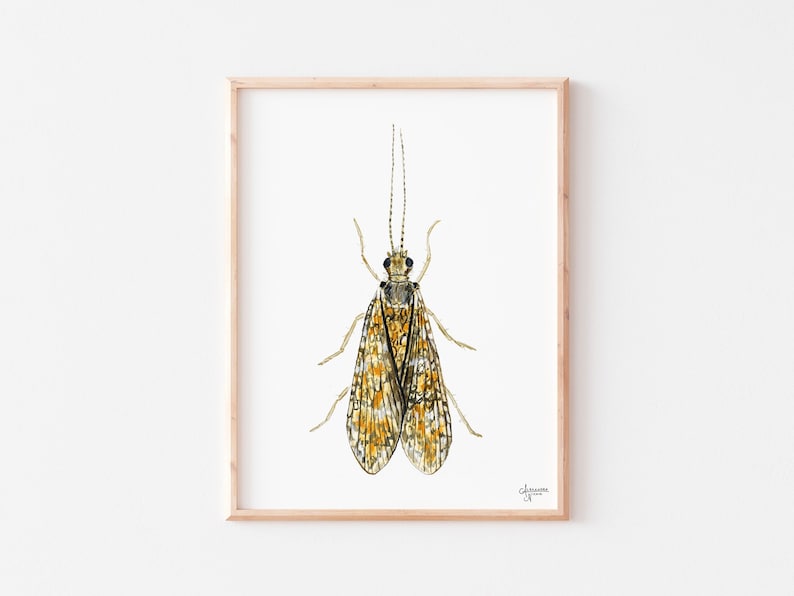 Caddisfly Watercolor Print, Insect Artwork, Fly Fishing Print, Trout Fishing Print image 1