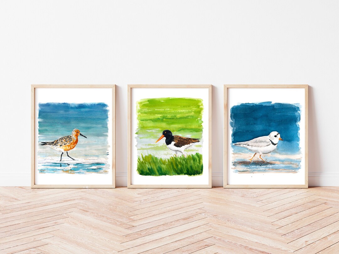 Coastal Bird Art, Shorebird Art Print Set, Print Set of 3, Gallery Wall ...