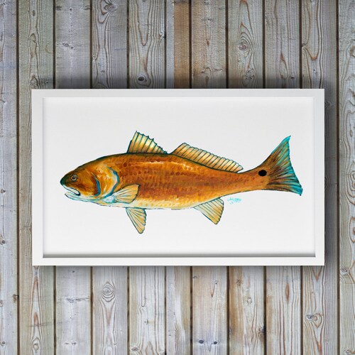 Red Drum Fish Fish Wall Decor Red Drum Art Fish Painting Etsy