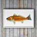 see more listings in the Fish section