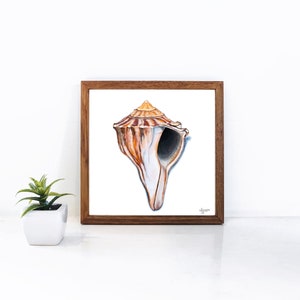 Knobbed Whelk Painting, Seashell Wall Art, Watercolor Shell print, Sea Shell Art, Coastal Wall Art image 5