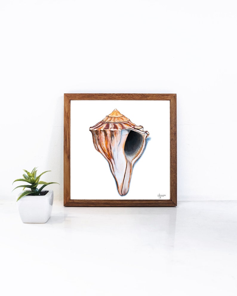 Knobbed Whelk Painting, Seashell Wall Art, Watercolor Shell print, Sea Shell Art, Coastal Wall Art image 5