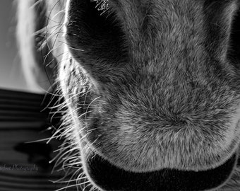Fuzzy Whiskers, Horse Photography, Canvas Wall Art, Horse Lips, Equine Photography, Black and White Print, Rustic Decor, Country Home