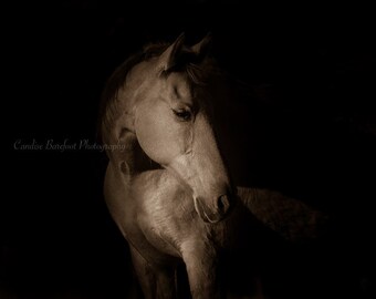 Black and White Horse Photography Print Wall Art, Ideal for Your Horse Themed Wall Art