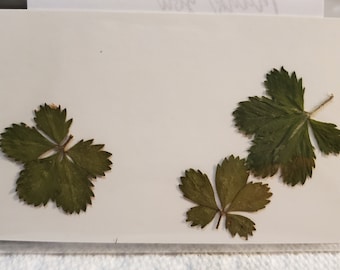 Natural Cinquefoil/Five Finger Grass/Potentilla-(1) Packet of 3-Dried for Amulet, Charm Making, Altars, etc