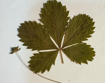 Natural Cinquefoil/Five Finger Grass/Potentilla-(1) Packet of 1-Dried for Amulet, Charm Making, Altars, etc