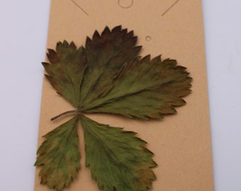 Natural Cinquefoil/Five Finger Grass/Potentilla-Dried for Amulet, Charm Making, Altars, etc