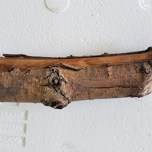 Weeping Willow Branch (1) Piece Lot #56- 2 1/2&quot; Thick 11&quot;L  for Woodworking, Crafts, Natural Decorating, Wands, Ritual Tools
