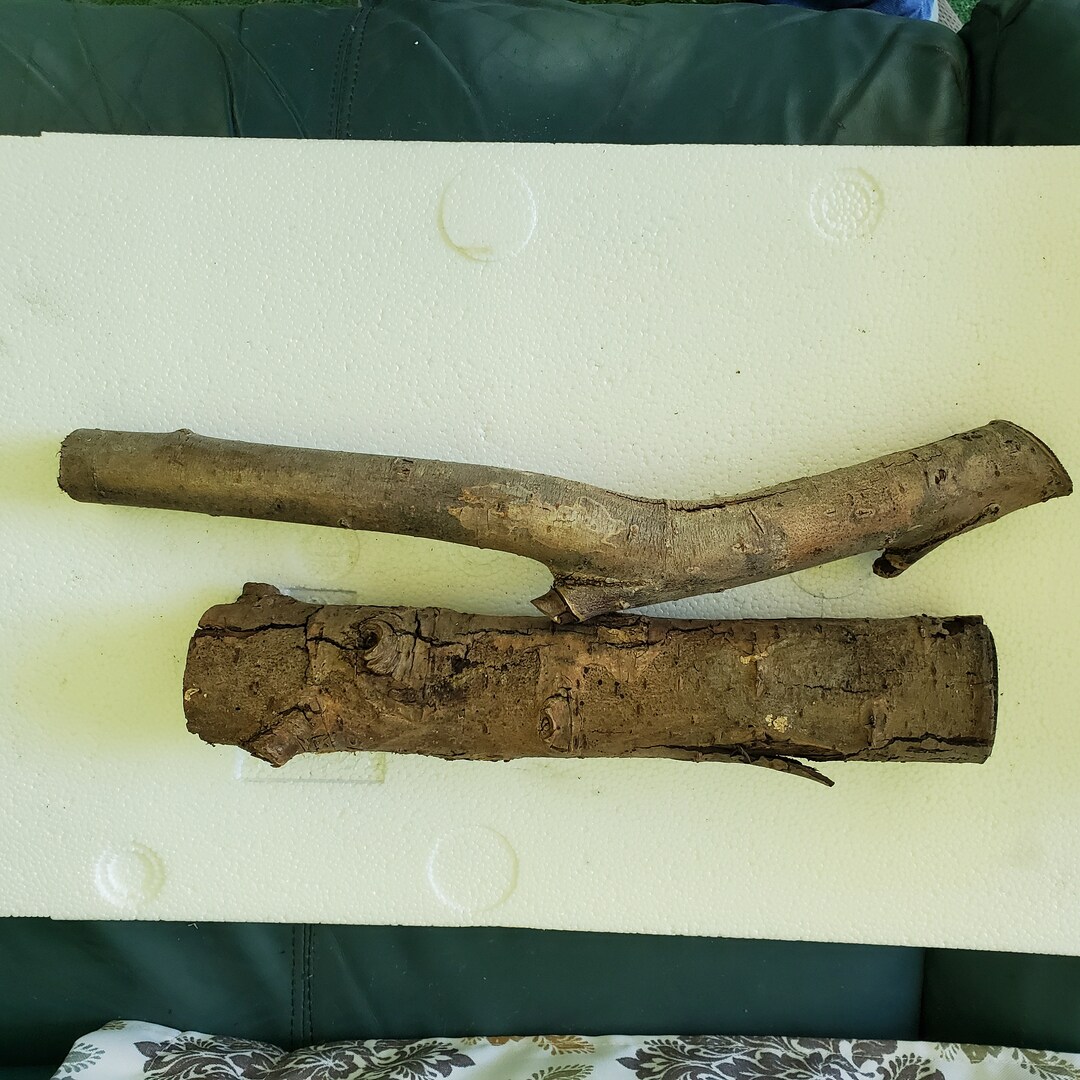 Weeping Willow Branches Lot 54 1/21 3/4 Thick 2 Pieces 12.515 L for