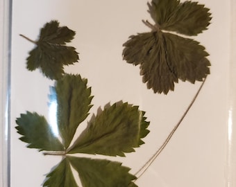 Natural Cinquefoil/Five Finger Grass/Potentilla-(1) Packet of 3-Dried for Amulet, Charm Making, Altars, etc