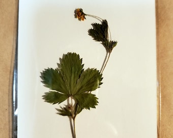 Natural Cinquefoil/Five Finger Grass/Potentilla-(1) Leaf with Stem, Flower-Dried for Amulet, Charm Making, Altars, etc