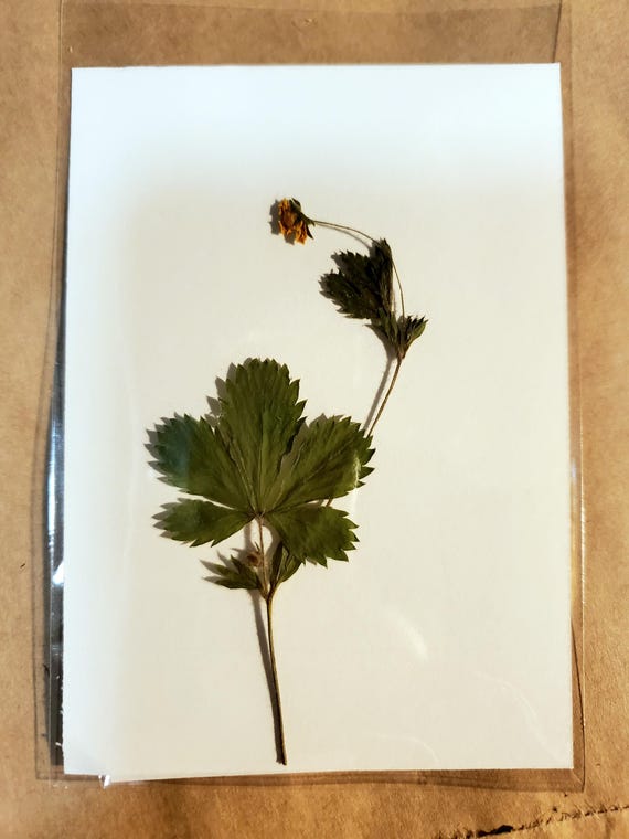 Natural Cinquefoil/Five Finger Grass/Potentilla-(1) Leaf with Stem, Flower-Dried for Amulet, Charm Making, Altars, etc