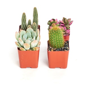 Cactus and Succulent Collection | 2" Grow Pots