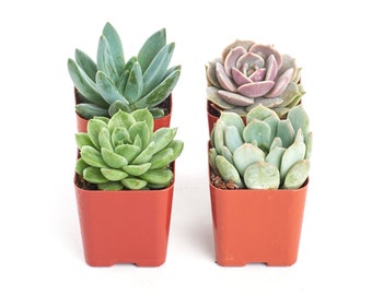 Rosette Succulent Plant Collection - live succulents, potted succulents, wholesale succulents, succulent gifts