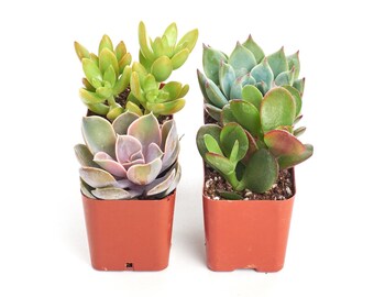 Unique Succulent Plant Collection - live succulents, potted succulents, wholesale succulents, succulent gifts