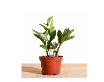 Zanzibar Gem 'ZZ Plant' House Plant in 4" Grow Pot