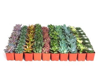 Bulk Assorted Mini Succulents | Party Favors, Garden Projects, Wedding Succulents