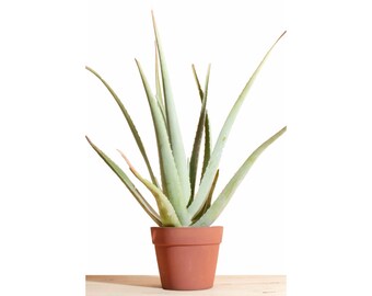 Aloe Vera Plant in 6" Terra Colored Pot