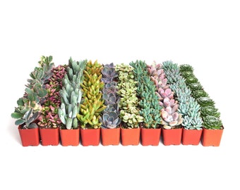 Bulk Pastel Mini Succulents | Party Favors, Garden Projects, Wedding Succulents