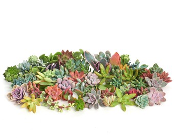 Succulent Cuttings | Freshly Clipped Assorted Variety | Collection of 50