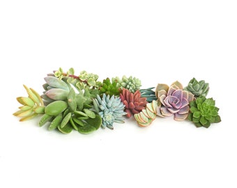 25 Succulent cuttings - live succulents, bulk succulents, wholesale succulents, mini succulents, succulent favors