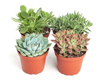 Rosette Succulent Plant 4" Grow Pot - live succulents, potted succulents, bulk succulents, succulent gifts