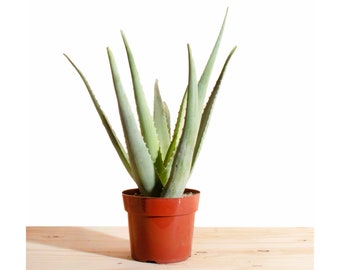 Aloe Vera Air Purifying House Plant in 6" Grow Pot, Hand Selected, Ideal for Home Décor or Gifts!