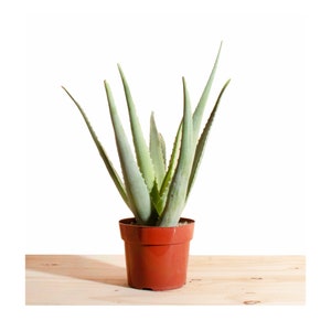 Aloe Vera Air Purifying House Plant in 6 Grow Pot, Hand Selected, Ideal for Home Décor or Gifts image 1