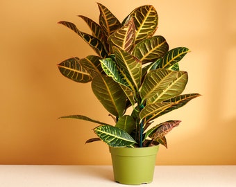 Croton Petra Air Purifying House Plant in 6" Grow Pot