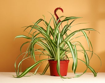 Spider Plant' Chlorophytum Comosum Air Purifying House Plant in 6" Hanging Grow Pot, Hand Selected, Ideal for Home Décor or Holiday Events