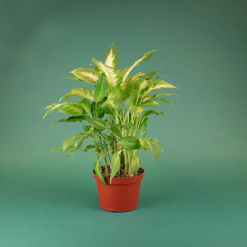 Dumb Cane Dieffenbachia �Camille� House Plant in Etsy