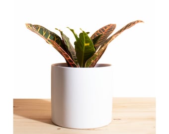 Croton Petra in White Mid Century Cylinder Ceramic Planter