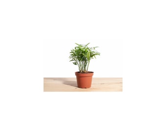 Neanthe Bella Palm House Plant in 4" Grow Pot