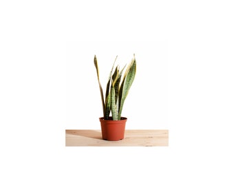 Sansevieria Laurentii 'Snake Plant' House Plant in 6" Grow Pot