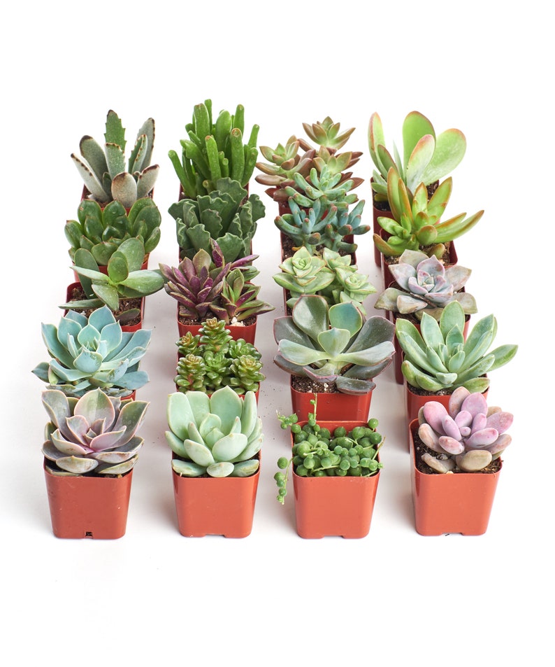 Unique Succulent Plant Collection Live Succulents Potted Etsy