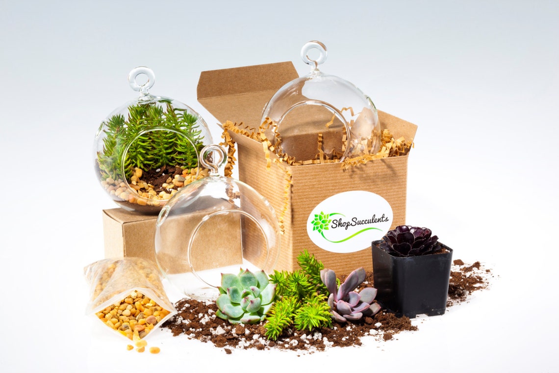 Succulent Hanging Terrarium Trio Kit Gift Set House Plant Etsy My XXX Hot Girl
