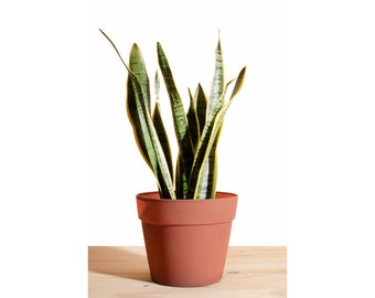 Sansevieria Laurentii 'Snake Plant' in 6" Terra Colored Pot