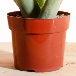 Aloe Vera Air Purifying House Plant in 6 Grow Pot, Hand Selected, Ideal for Home Décor or Gifts image 3